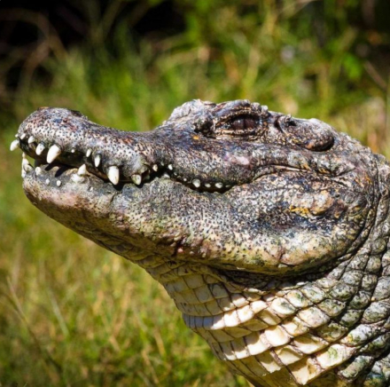 alligator