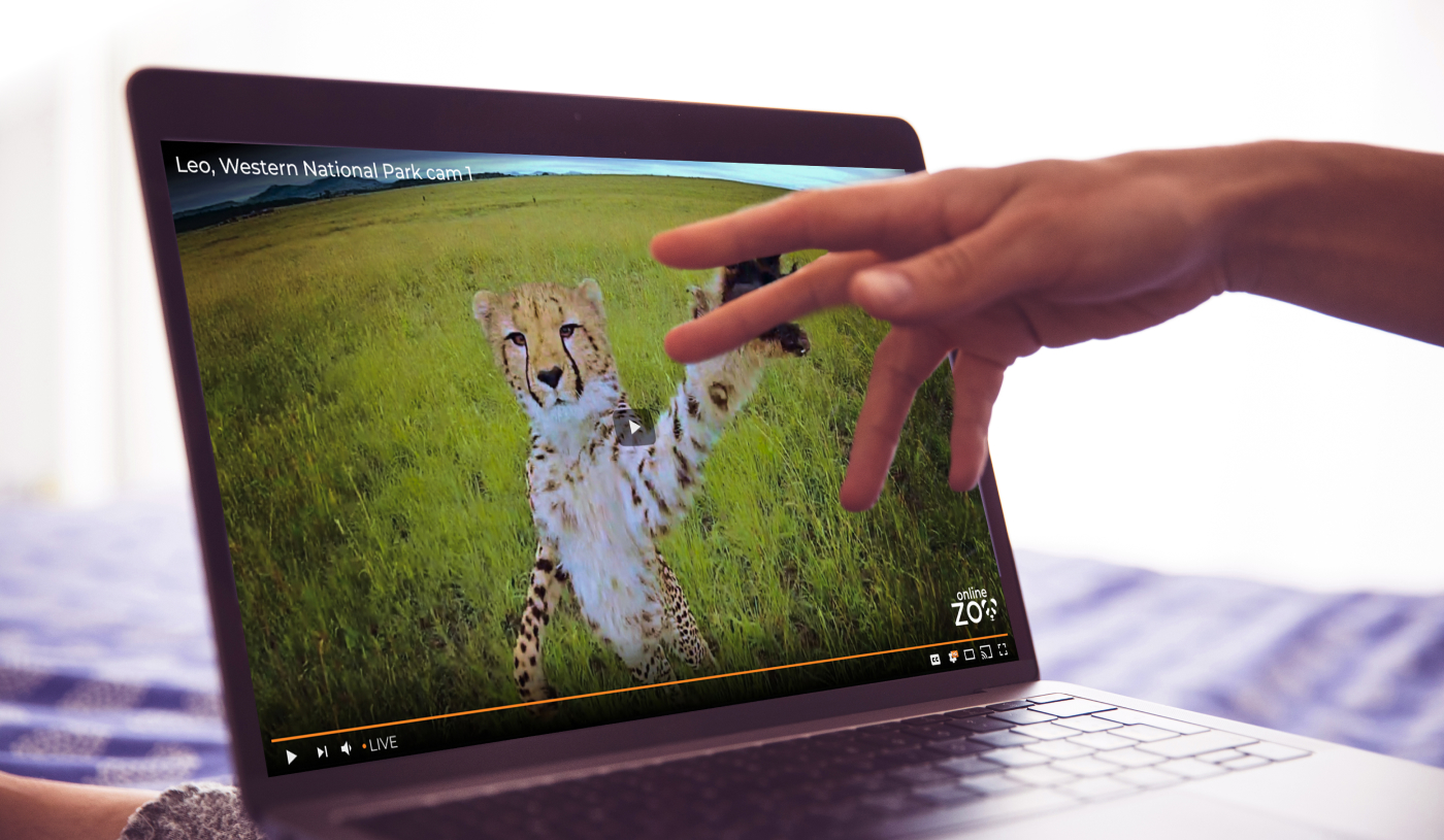 animal-on-screen