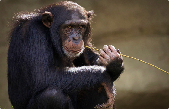 monkey