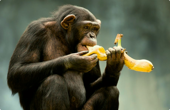 monkey_2