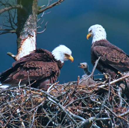 eagles
