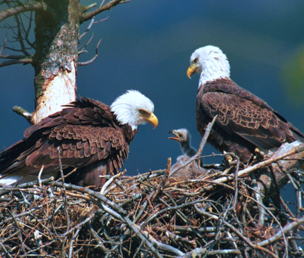 eagles
