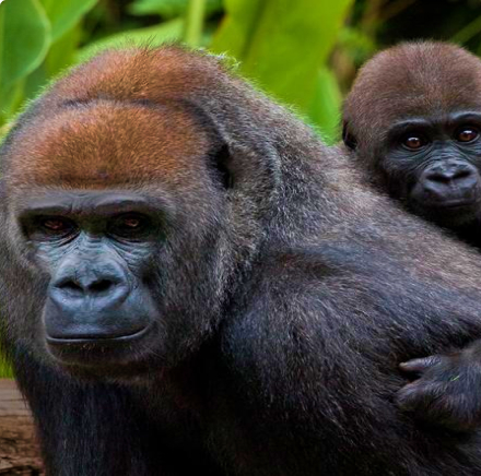 gorilla