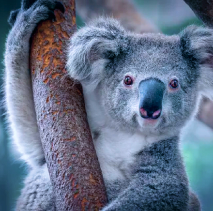 koala