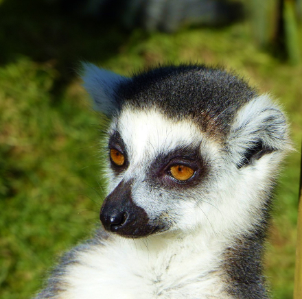 lemur