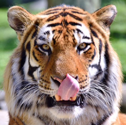 tiger